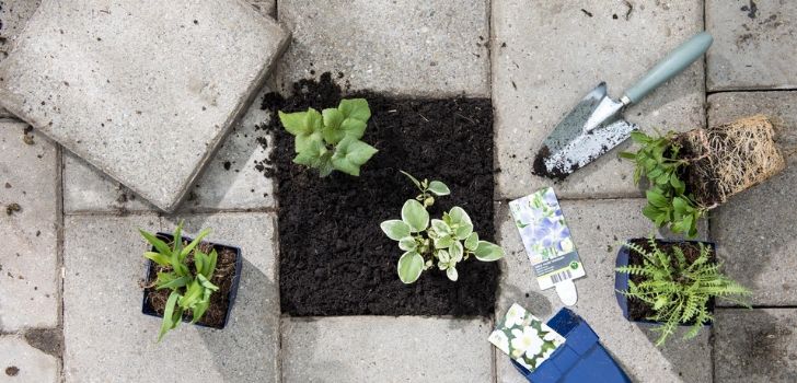 Gratis tuinplant voor een tuintegel | Kom op 28 maart naar Intratuin